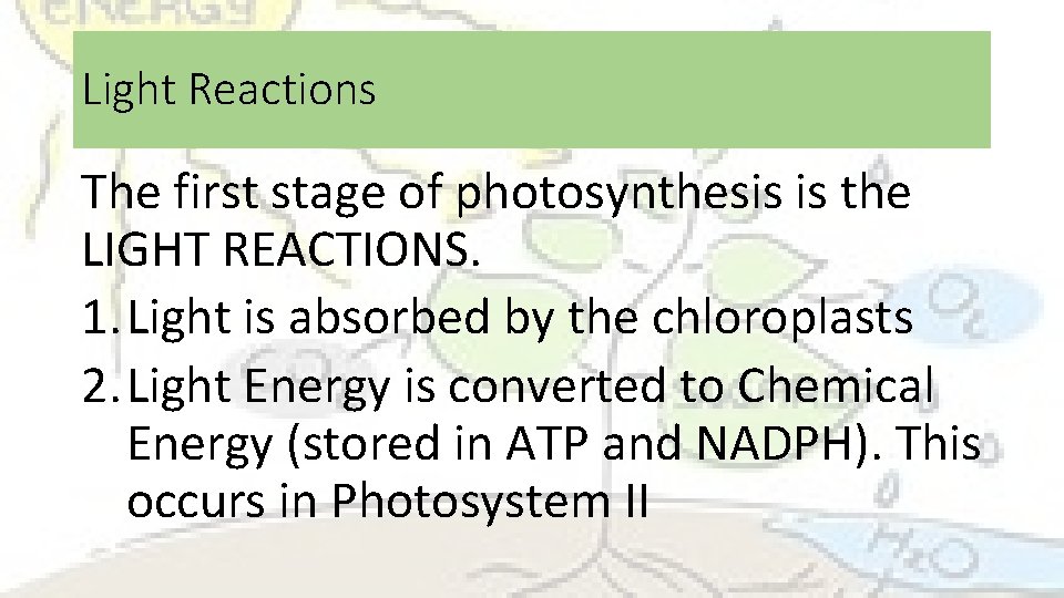 Light Reactions The first stage of photosynthesis is the LIGHT REACTIONS. 1. Light is