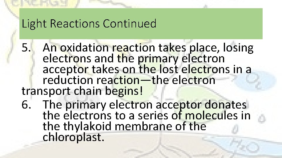 Light Reactions Continued 5. An oxidation reaction takes place, losing electrons and the primary