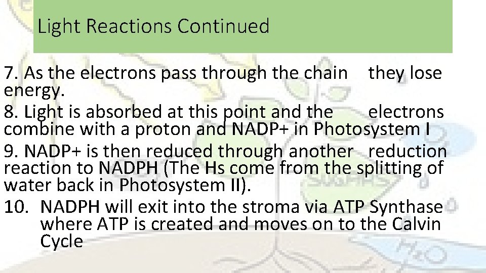 Light Reactions Continued 7. As the electrons pass through the chain they lose energy.