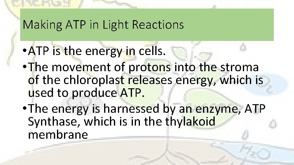 Making ATP in Light Reactions • ATP is the energy in cells. • The