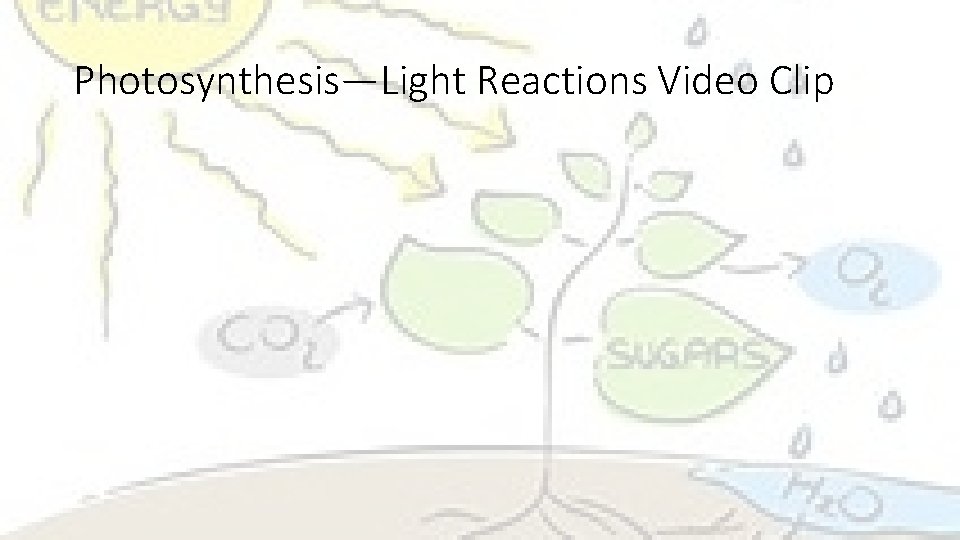 Photosynthesis—Light Reactions Video Clip 