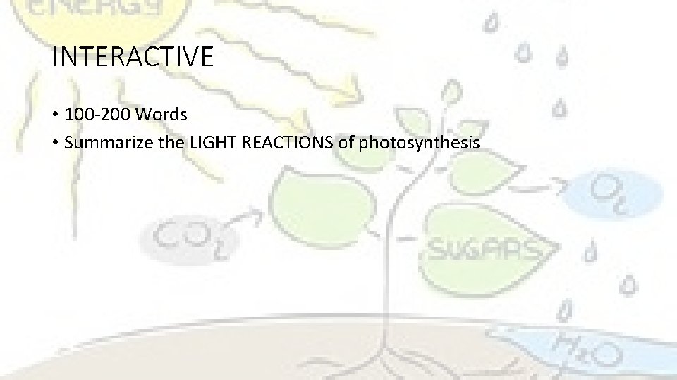 INTERACTIVE • 100 -200 Words • Summarize the LIGHT REACTIONS of photosynthesis 