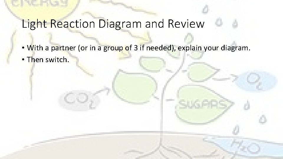 Light Reaction Diagram and Review • With a partner (or in a group of