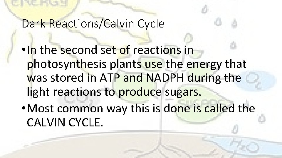 Dark Reactions/Calvin Cycle • In the second set of reactions in photosynthesis plants use