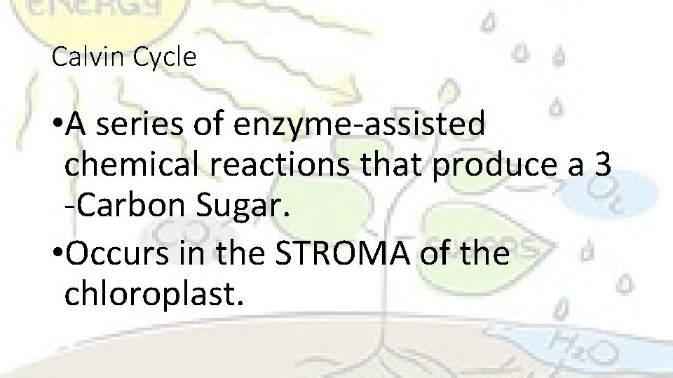Calvin Cycle • A series of enzyme-assisted chemical reactions that produce a 3 -Carbon