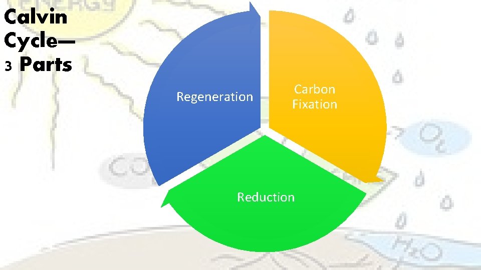 Calvin Cycle— 3 Parts Regeneration Carbon Fixation Reduction 