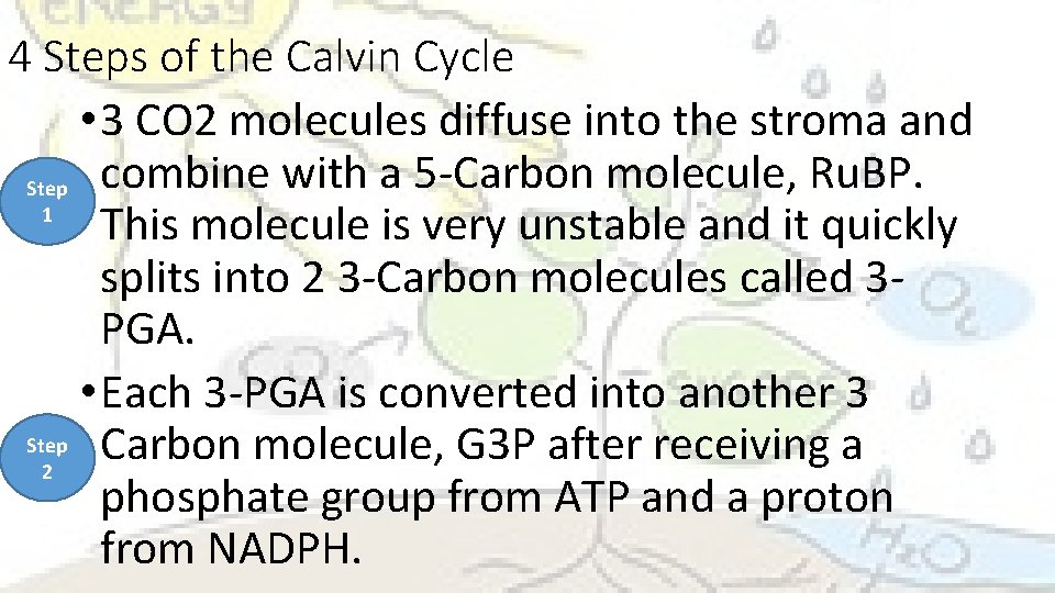 4 Steps of the Calvin Cycle • 3 CO 2 molecules diffuse into the