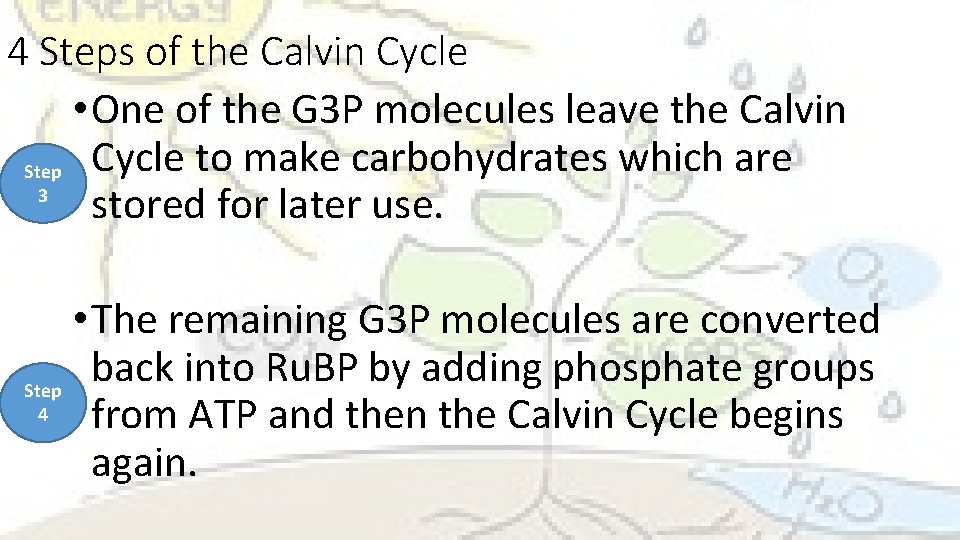 4 Steps of the Calvin Cycle • One of the G 3 P molecules