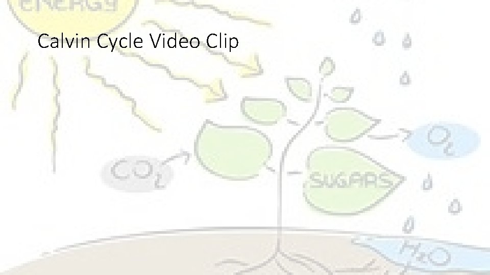 Calvin Cycle Video Clip 
