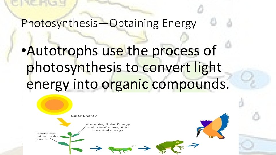 Photosynthesis—Obtaining Energy • Autotrophs use the process of photosynthesis to convert light energy into