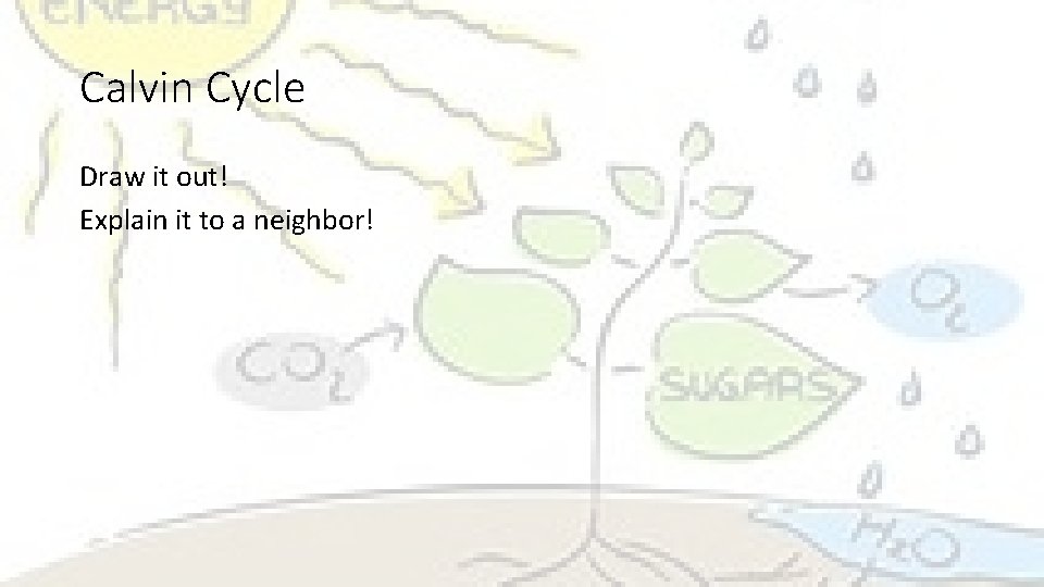 Calvin Cycle Draw it out! Explain it to a neighbor! 