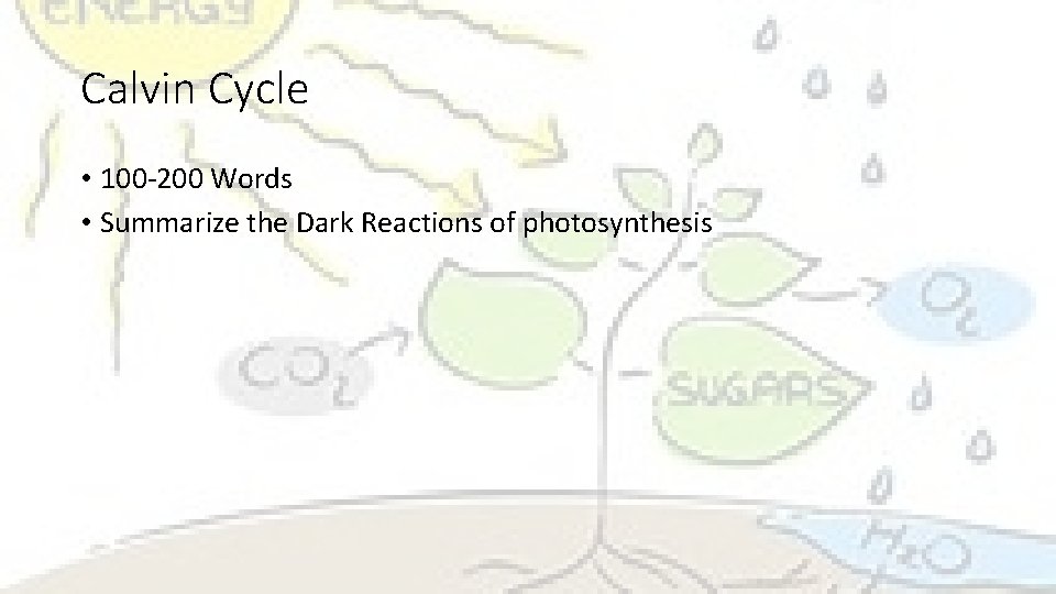 Calvin Cycle • 100 -200 Words • Summarize the Dark Reactions of photosynthesis 