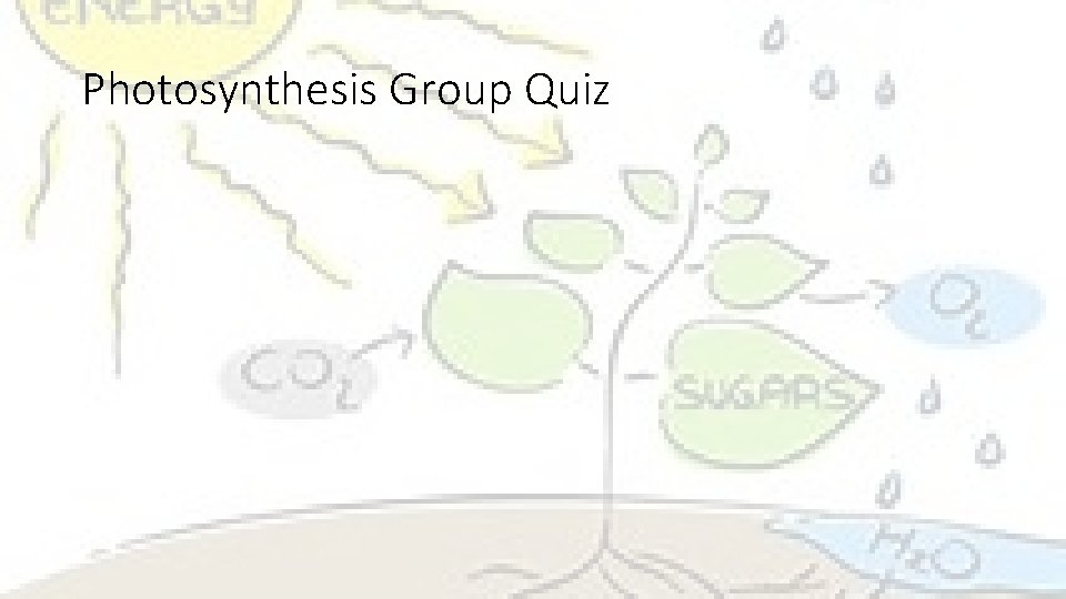 Photosynthesis Group Quiz 
