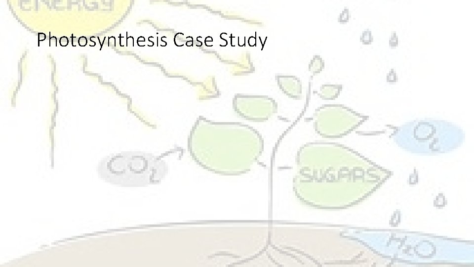 Photosynthesis Case Study 