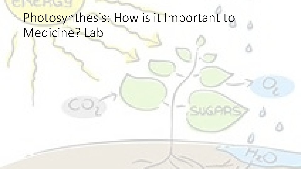 Photosynthesis: How is it Important to Medicine? Lab 