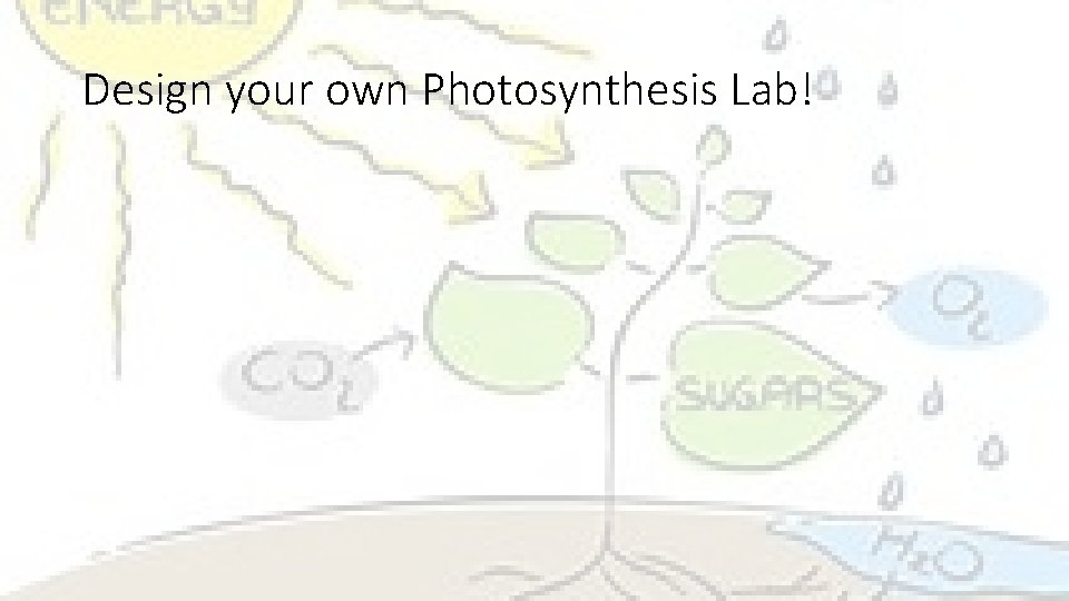 Design your own Photosynthesis Lab! 