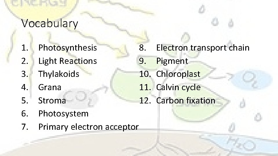 Vocabulary 1. 2. 3. 4. 5. 6. 7. 8. Photosynthesis 9. Light Reactions 10.