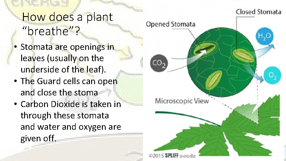 How does a plant “breathe”? • Stomata are openings in leaves (usually on the