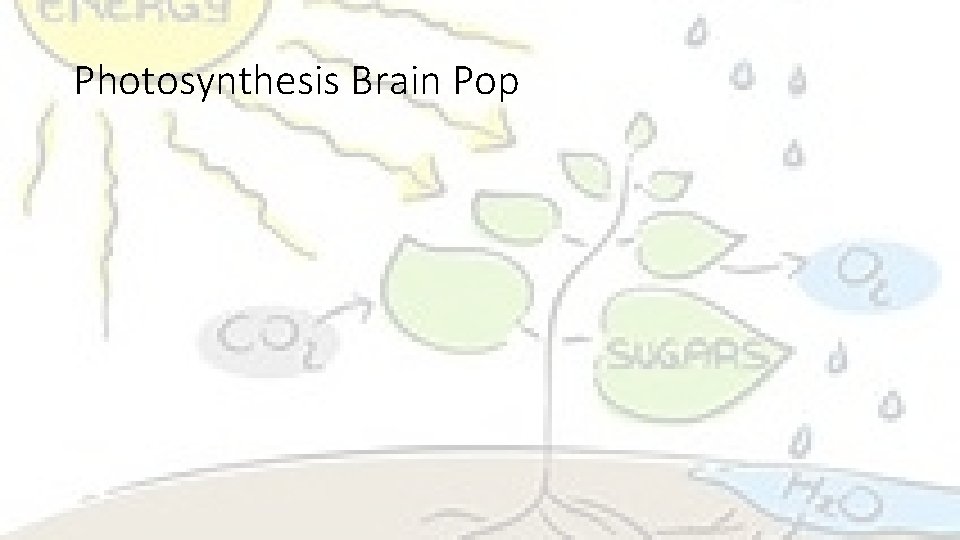 Photosynthesis Brain Pop 