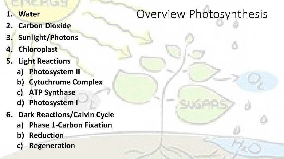 1. 2. 3. 4. 5. Water Carbon Dioxide Sunlight/Photons Chloroplast Light Reactions a) Photosystem