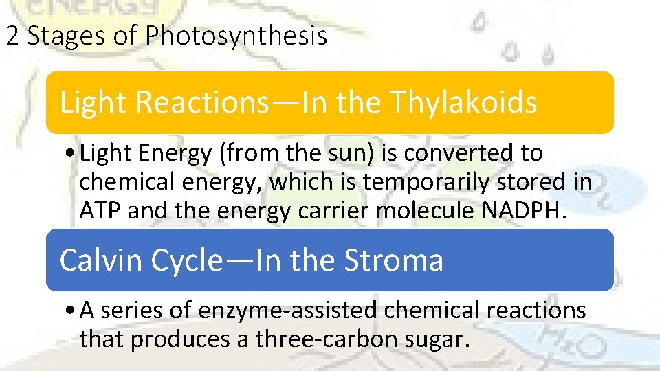 2 Stages of Photosynthesis Light Reactions—In the Thylakoids • Light Energy (from the sun)