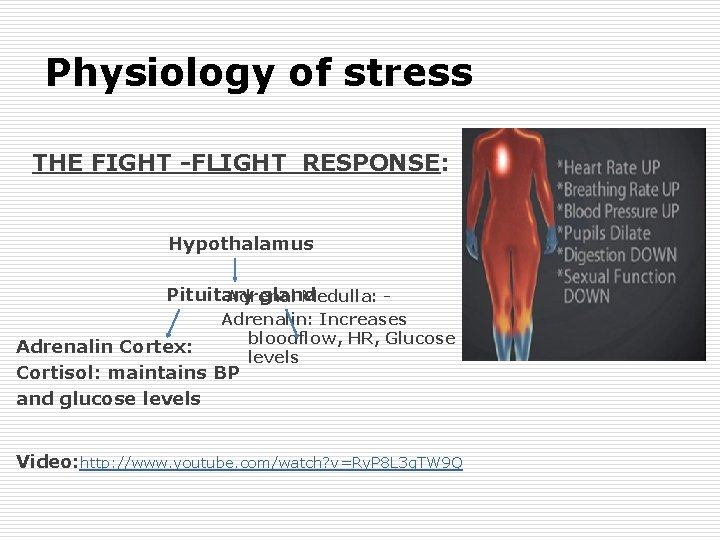 Physiology of stress THE FIGHT -FLIGHT RESPONSE: Hypothalamus Pituitary gland Adrenal Medulla: Adrenalin: Increases