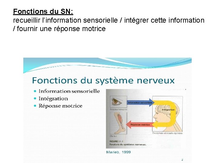 Fonctions du SN: recueillir l’information sensorielle / intégrer cette information / fournir une réponse