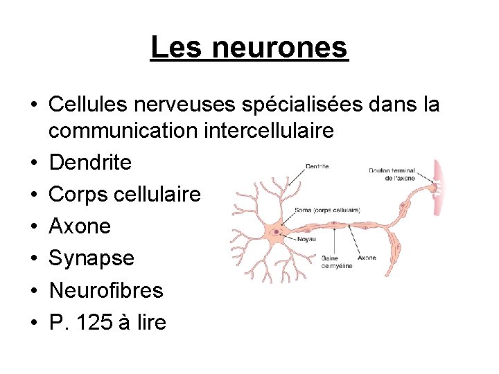 Les neurones • Cellules nerveuses spécialisées dans la communication intercellulaire • Dendrite • Corps