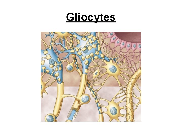 Gliocytes 
