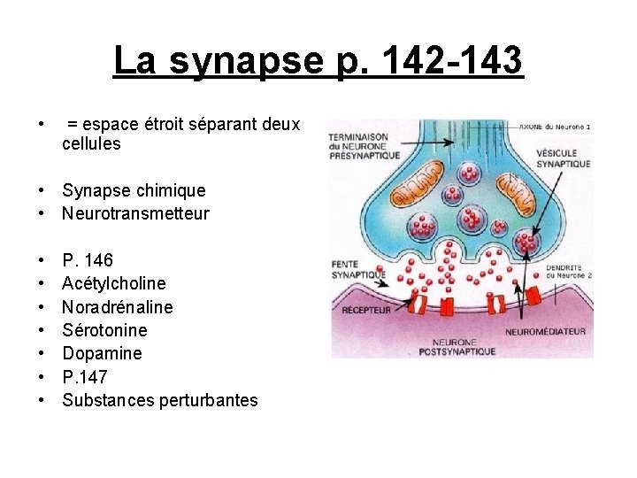 La synapse p. 142 -143 • = espace étroit séparant deux cellules • Synapse