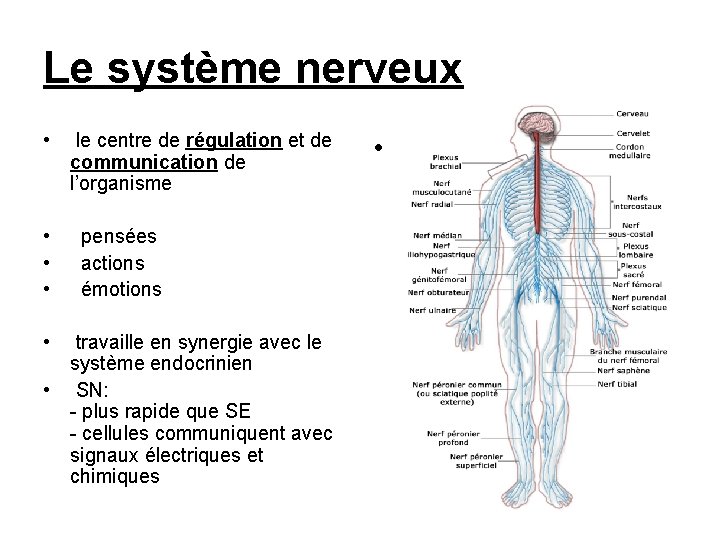 Le système nerveux • • • le centre de régulation et de communication de