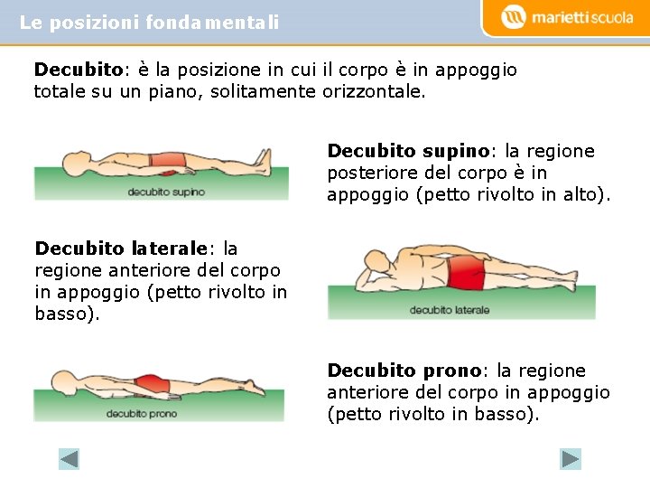 Le posizioni fondamentali Decubito: è la posizione in cui il corpo è in appoggio