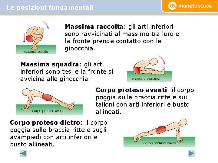 Le posizioni fondamentali Massima raccolta: gli arti inferiori sono ravvicinati al massimo tra loro