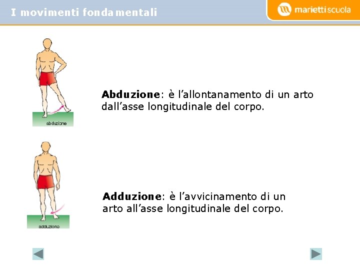 I movimenti fondamentali Abduzione: è l’allontanamento di un arto dall’asse longitudinale del corpo. Adduzione: