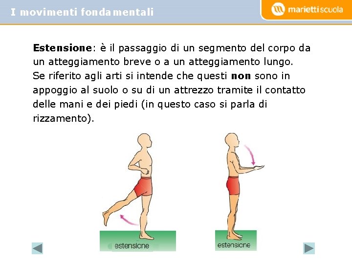 I movimenti fondamentali Estensione: è il passaggio di un segmento del corpo da un