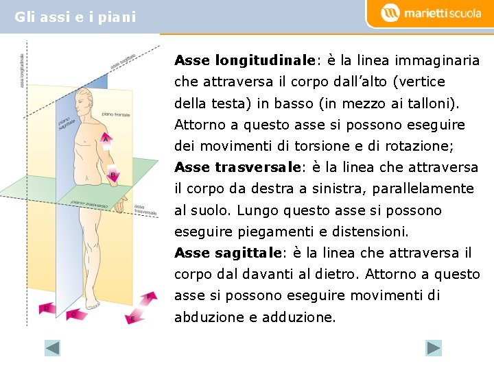 Gli assi e i piani Asse longitudinale: è la linea immaginaria che attraversa il