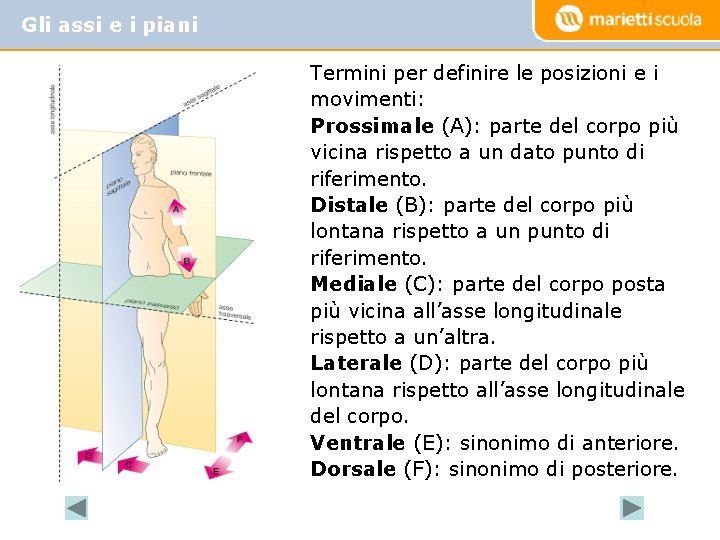 Gli assi e i piani Termini per definire le posizioni e i movimenti: Prossimale