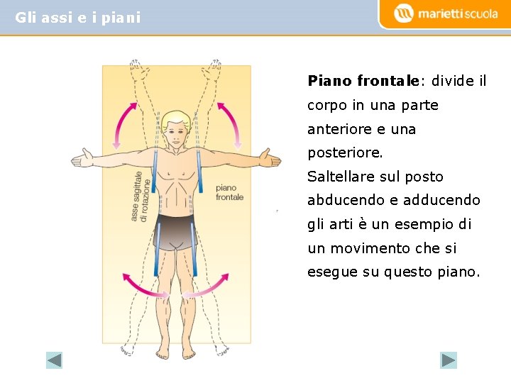 Gli assi e i piani Piano frontale: divide il corpo in una parte anteriore