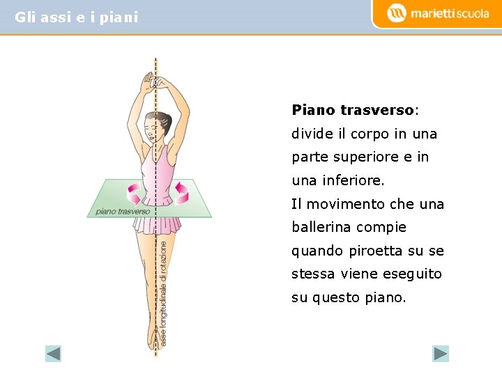 Gli assi e i piani Piano trasverso: divide il corpo in una parte superiore