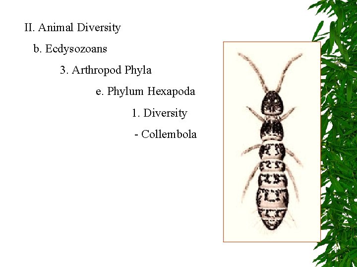 II. Animal Diversity b. Ecdysozoans 3. Arthropod Phyla e. Phylum Hexapoda 1. Diversity -