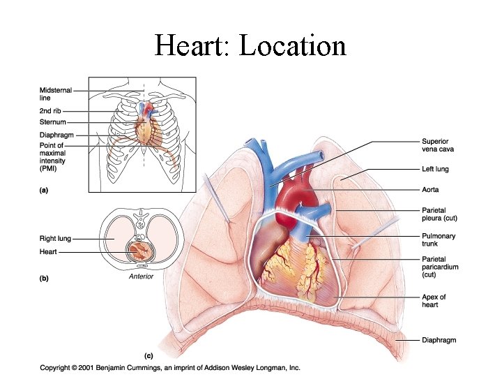 Heart: Location 