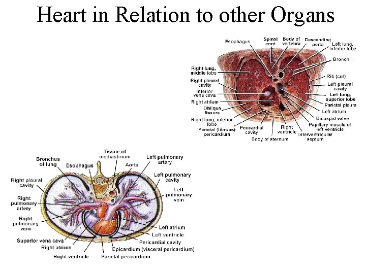 Heart in Relation to other Organs 