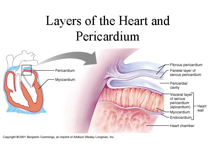 Layers of the Heart and Pericardium 