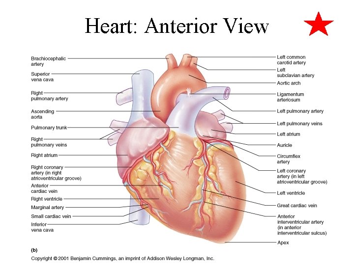 Heart: Anterior View 