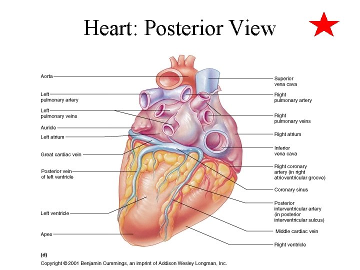 Heart: Posterior View 