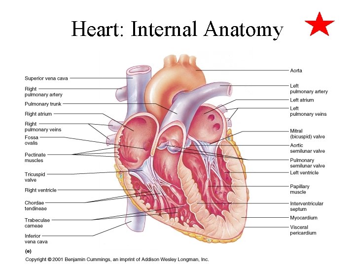 Heart: Internal Anatomy 