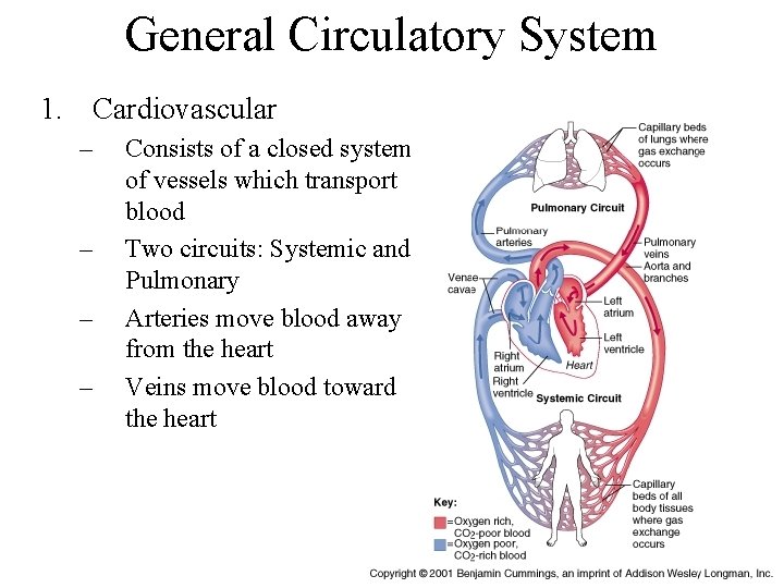 General Circulatory System 1. Cardiovascular – – Consists of a closed system of vessels
