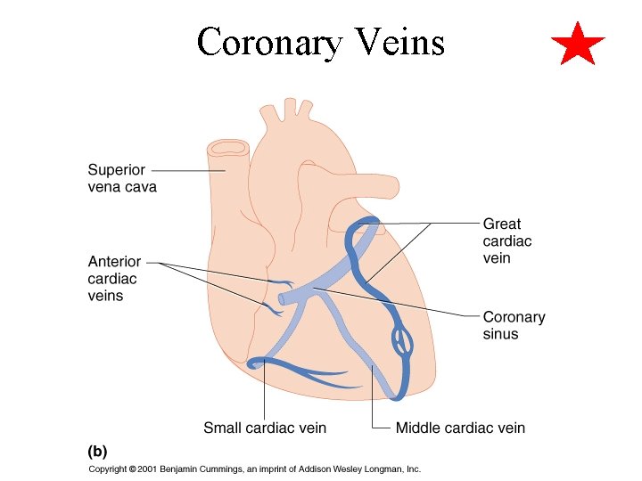 Coronary Veins 