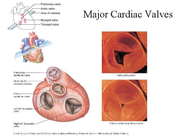 Major Cardiac Valves 