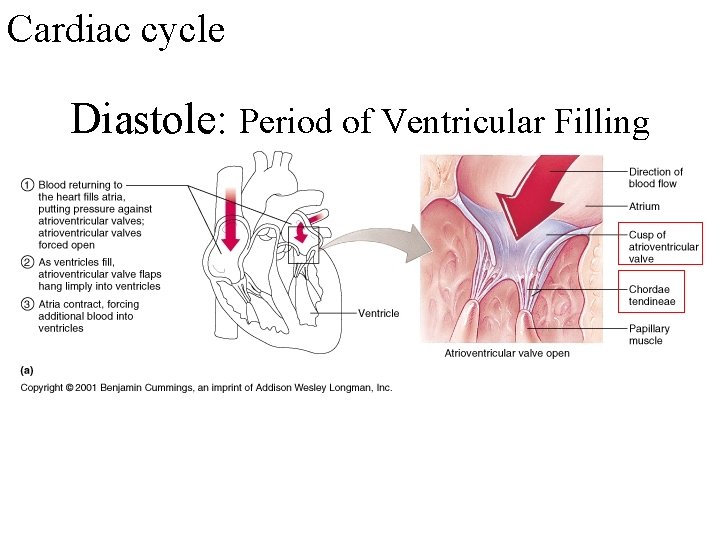 Cardiac cycle Diastole: Period of Ventricular Filling 